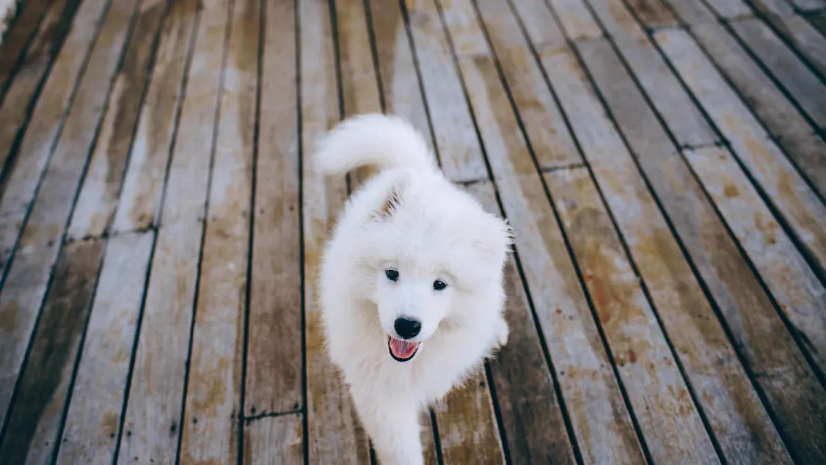 Understanding Samoyeds'
720