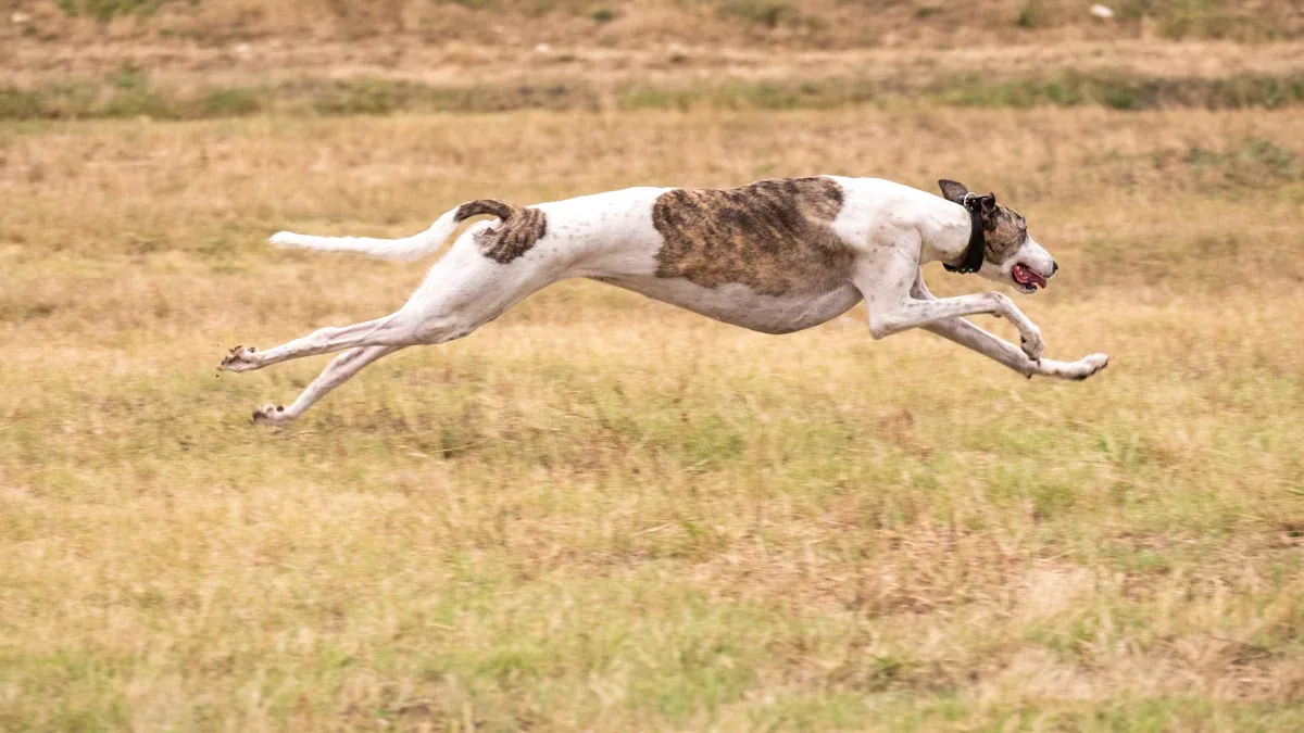 The Truth About Whippets’ Energy Levels: Sprint Lovers, Not Marathon Runners