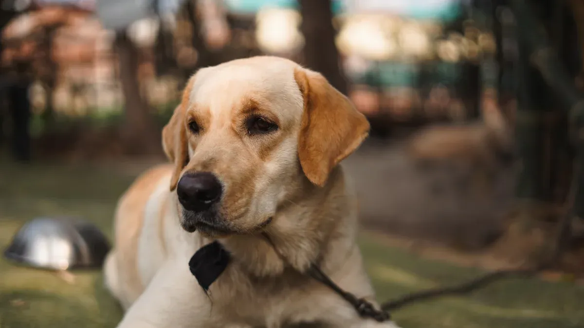 The Best Age to Start Training a Labrador