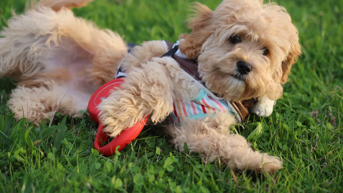 The Role of Exercise in Cockapoo Behavior