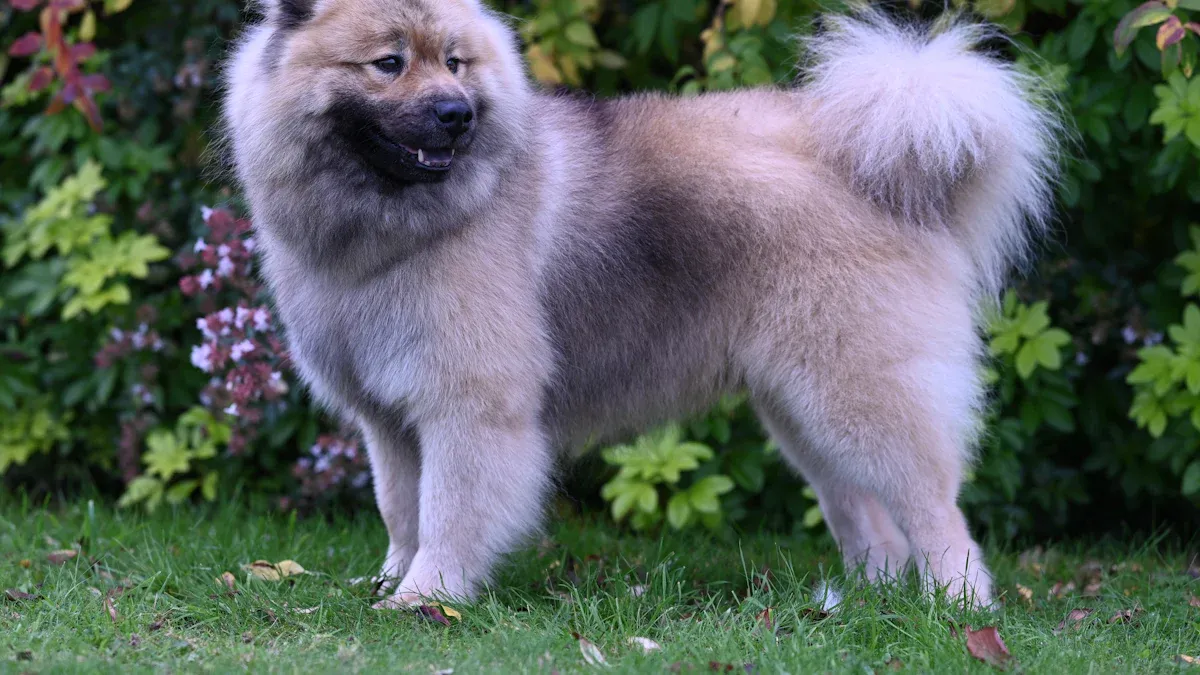 The Truth About Keeshonds’ Exercise Needs: Moderate Energy, High Engagement