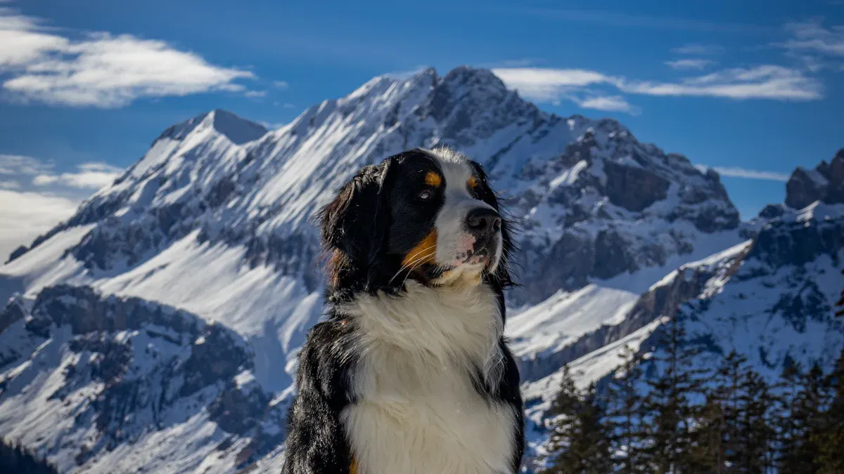 How Far Should You Walk a Bernese Mountain Dog? It Depends on Age and Health