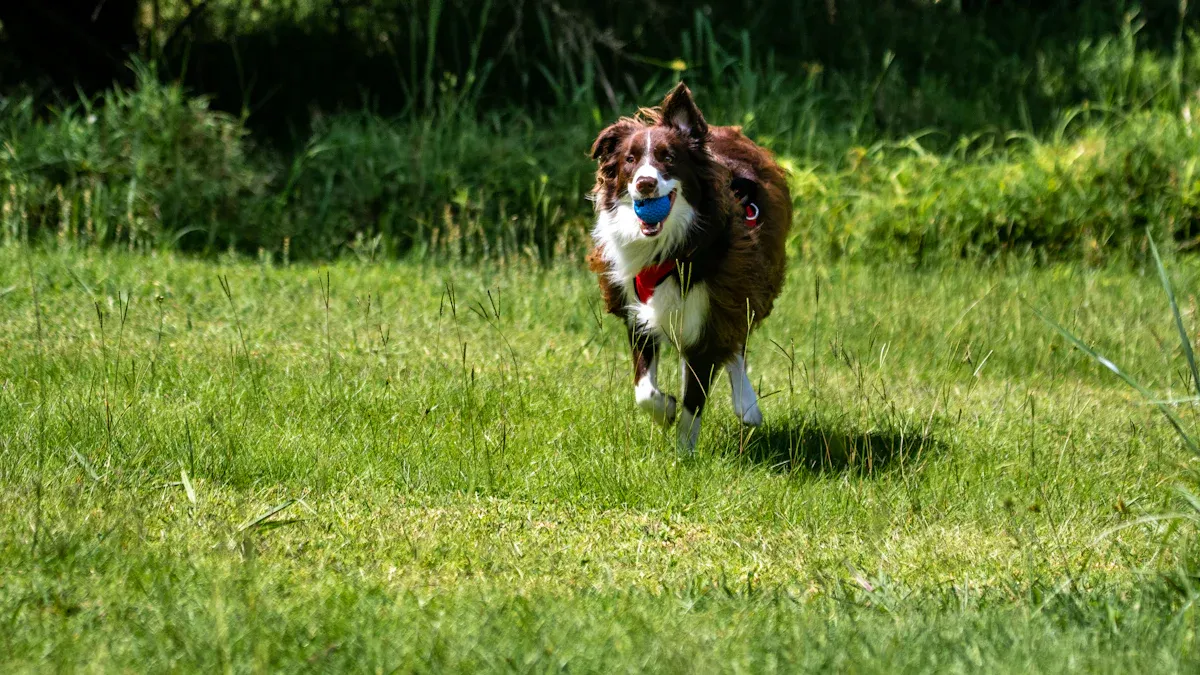 The Risks of Ignoring a Springer Spaniel’s Energy Needs