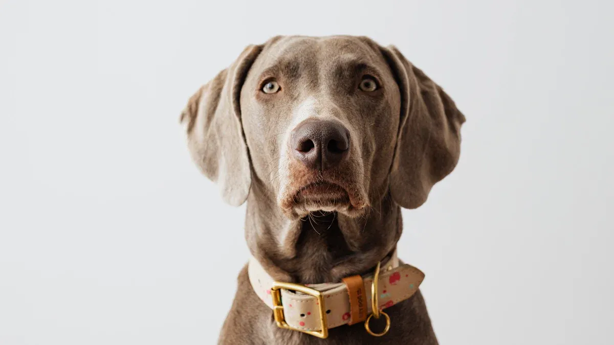 The Unique Challenges of Weimaraner Ownership: Beyond the Silver Coat