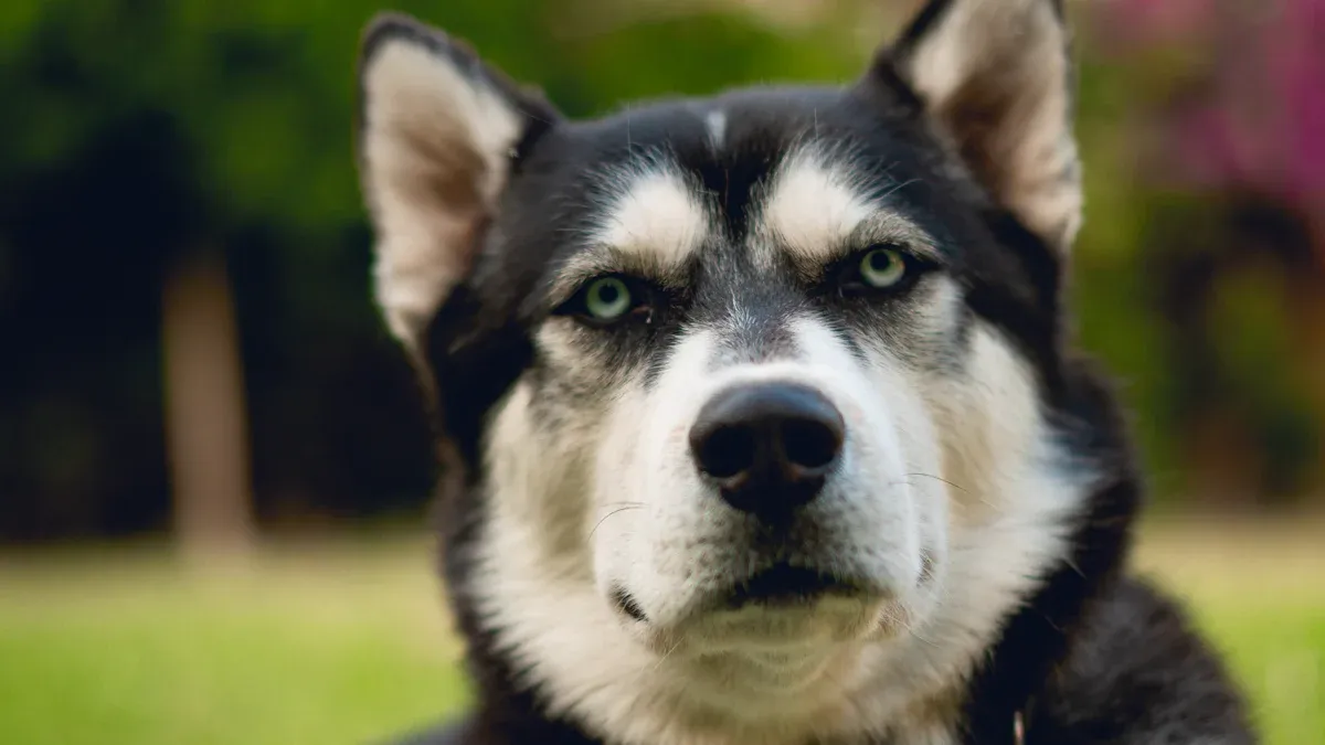 The Root of Malamute Behavioral Problems: Unmet Instinctual Needs