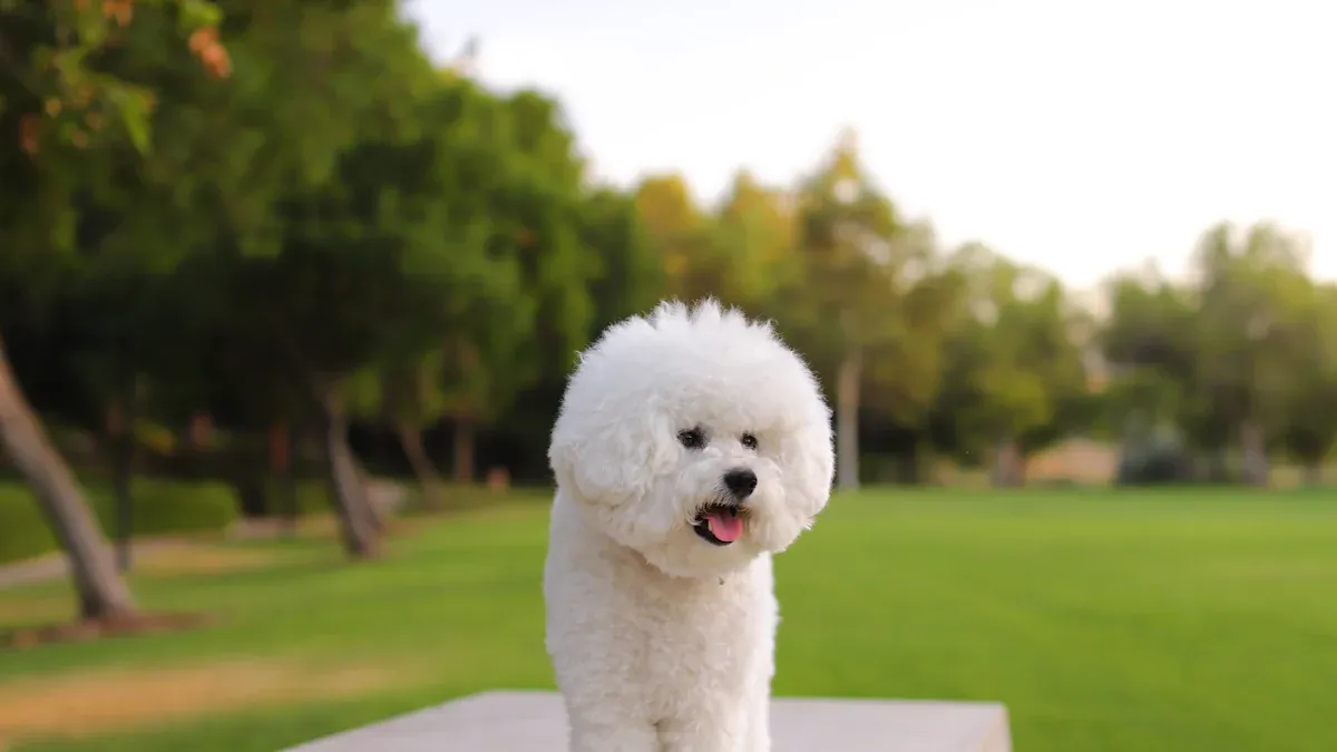 The Characteristics and Energy Levels of Bichons Frises