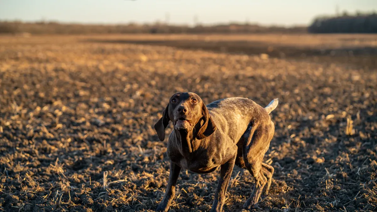 The Athletic Heritage: Why Pointers Crave Intense Exercise