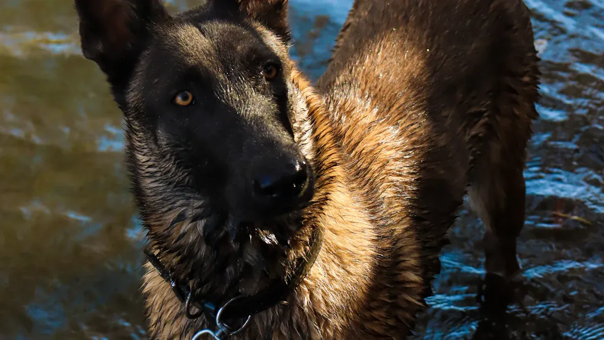 The Truth About Dutch Shepherds’ Energy: It’s Built for Work, Not Leisure