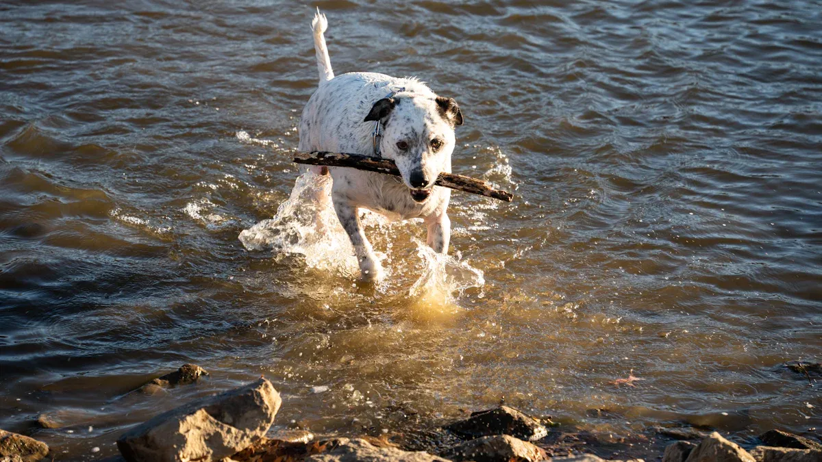 Just How Energetic Are Dalmatians? A Breed Built for Endurance