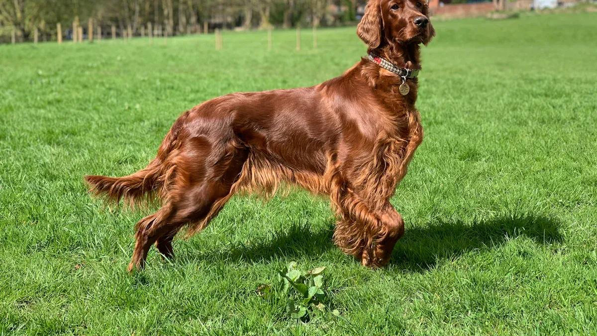 The Physical Needs of Irish Setters: Built for Endurance and Activity