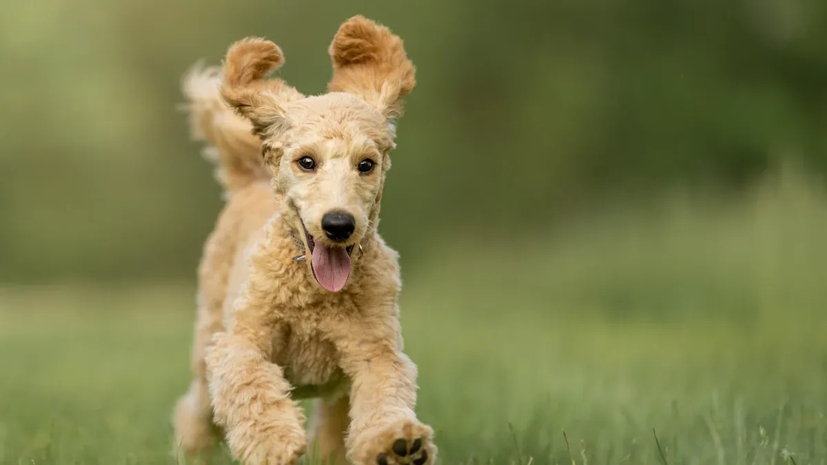 The Exercise Requirements of Poodles by Size
