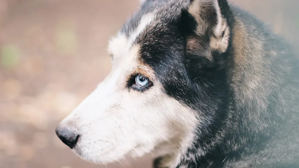 Husky Traits