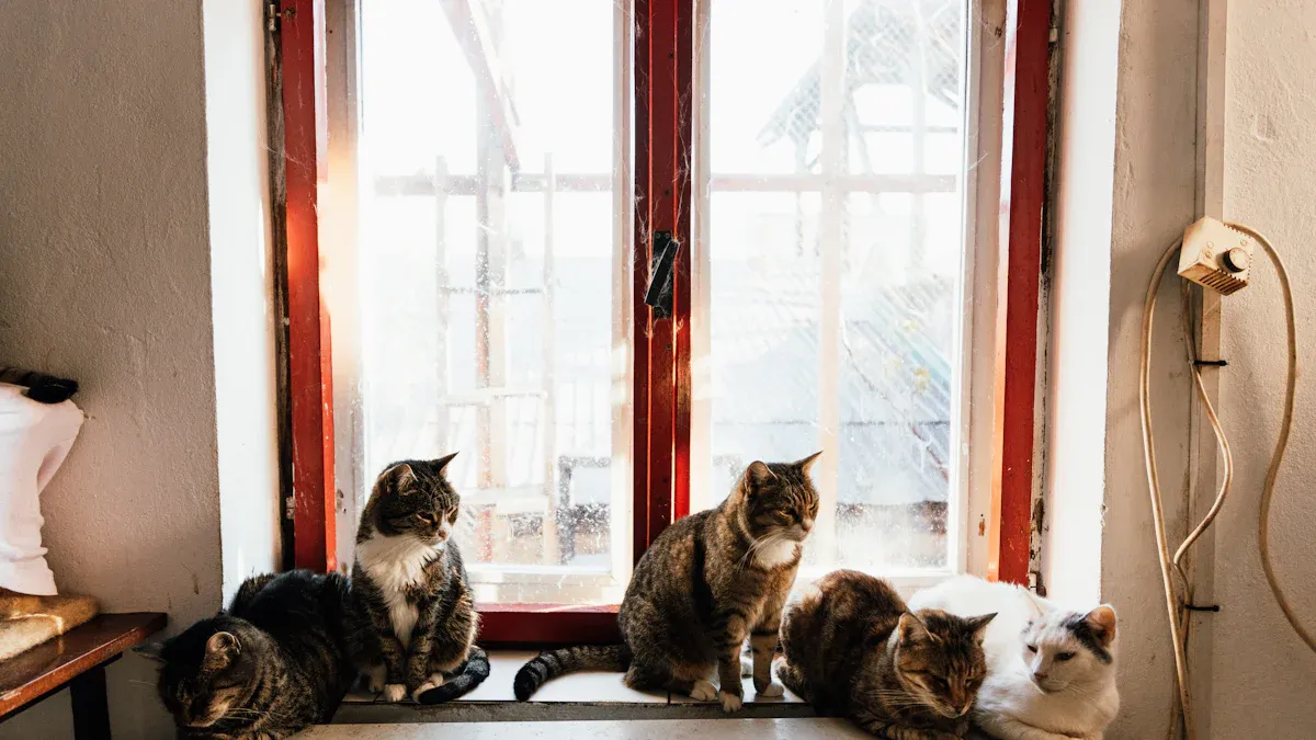 Top 12 Must-Have Essentials for Indoor Cats in 2025