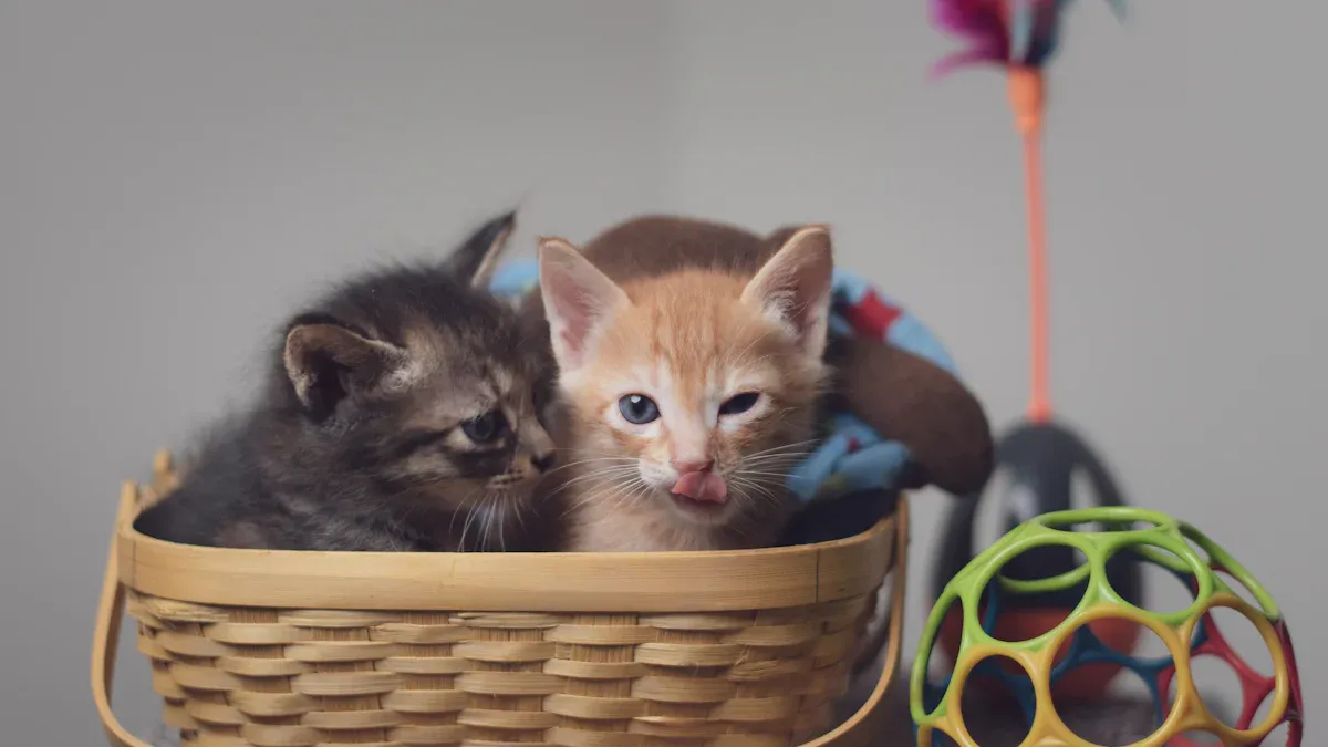 Kitten Starter Pack Essentials