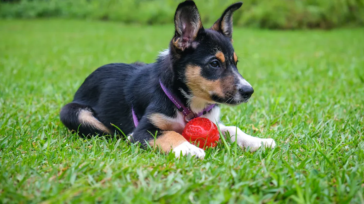 Understanding the Basics of Microchips
