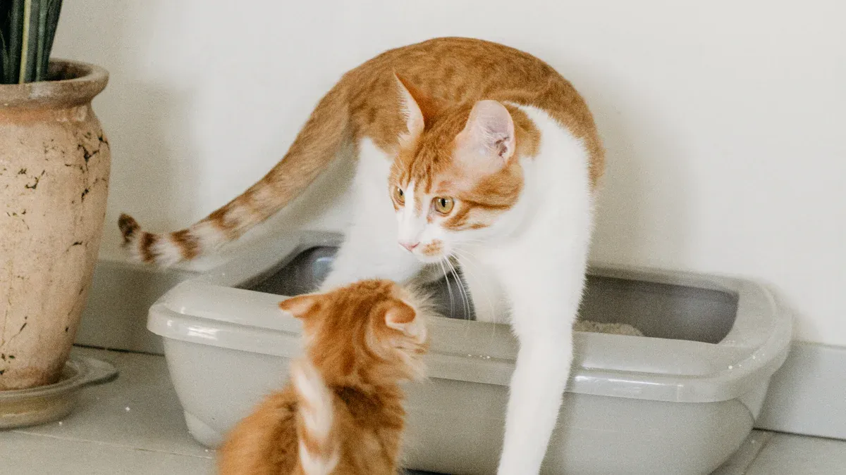 Litter Box Kit