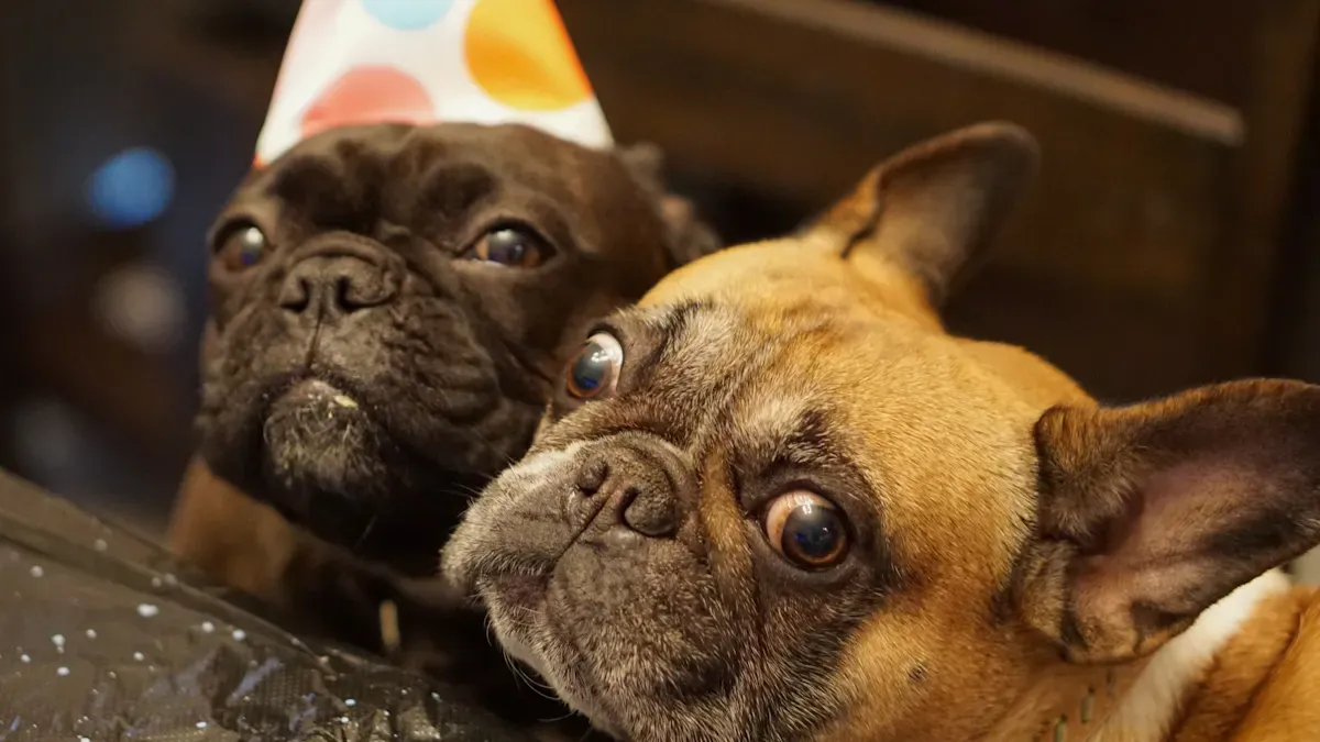 Pet Humor in Birthday Cards
