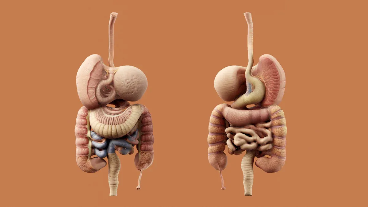 Internal Anatomy & Erogenous Areas