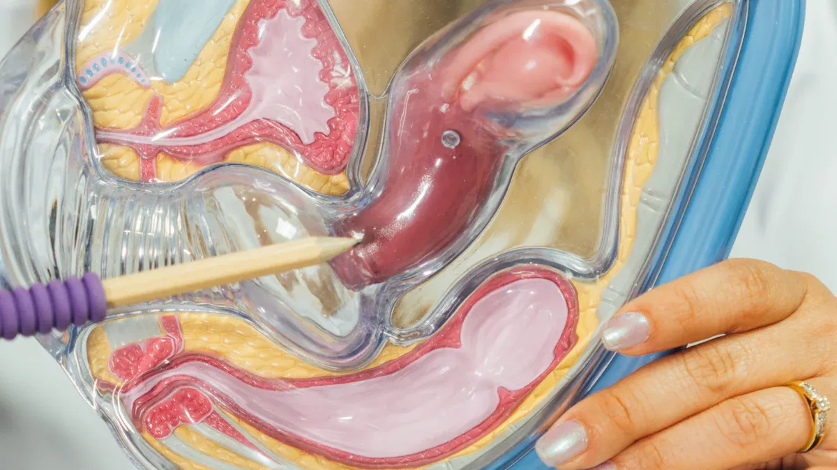 Understanding Your Body: A Guide to Female Pleasure Anatomy