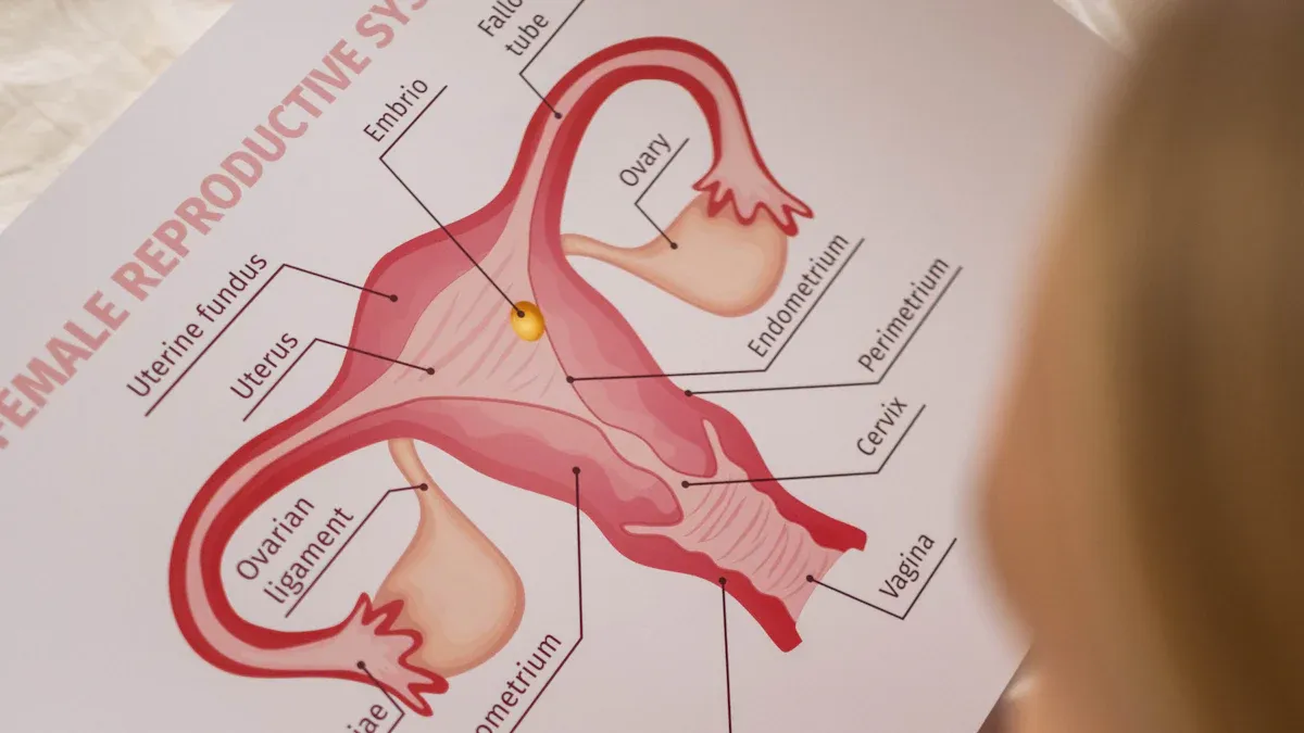 Vagina & G-Spot: Facts