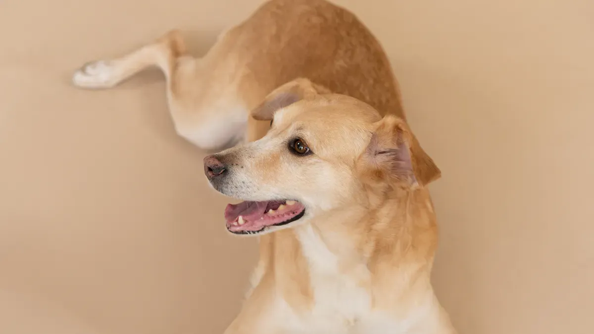 Common brace fit problems showing slipping, rotation, and rubbing points on a dog hind leg
