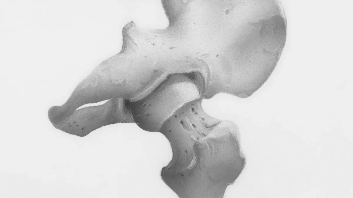 Dog hind leg anatomy showing hip, knee, and hock support zones