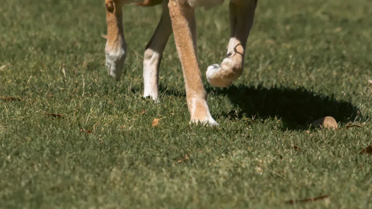 Dog knee brace warning signs to check during ACL injury support