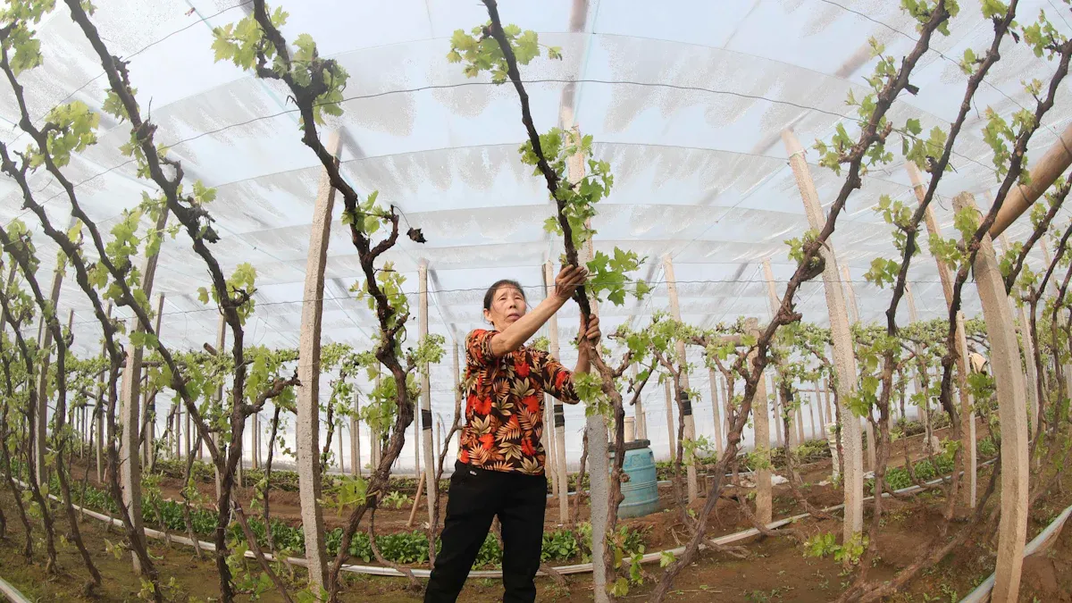 Building Long-Lasting Grapevine Trellises for Home Gardens and Vineyards