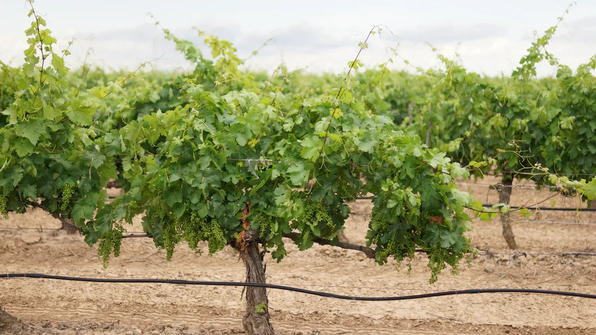 Building Long-Lasting Grapevine Trellises for Home Gardens and Vineyards
