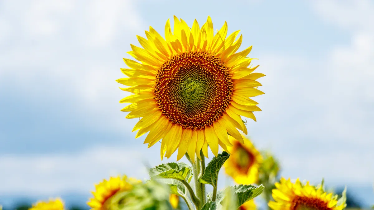 3. Third Normal Form & Beyond