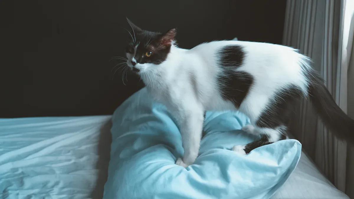 Different Meanings of Specific Bed Spots