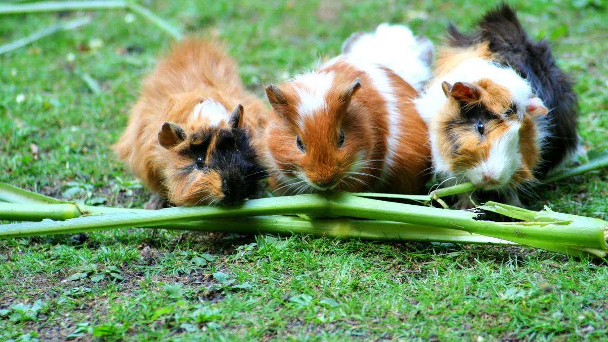 Discover the Most Popular Guinea Pig Breeds and Their Unique Traits