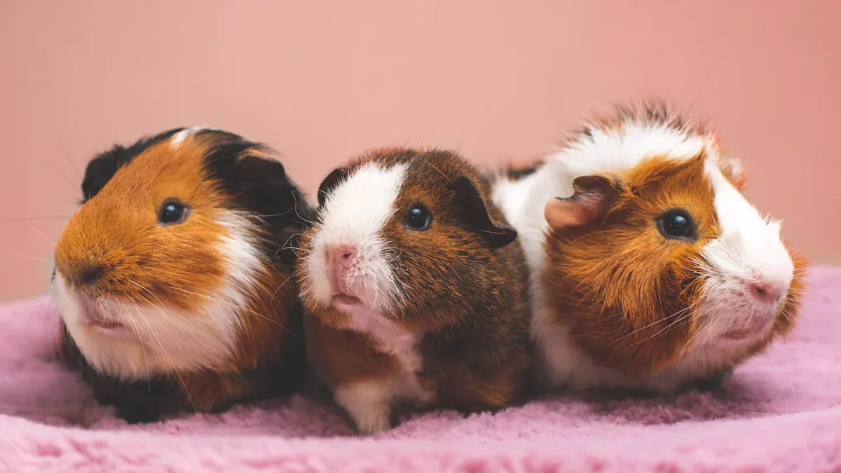 Long-Haired Breeds