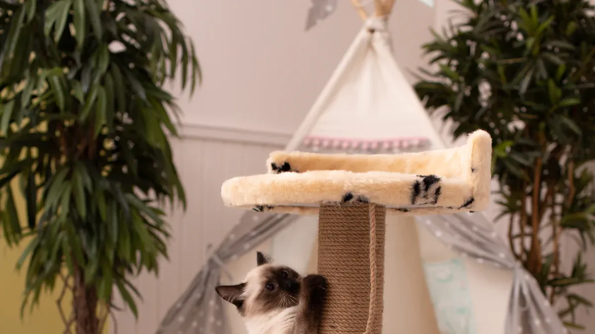 cat scratching furniture comparison cat scratching furniture comparison