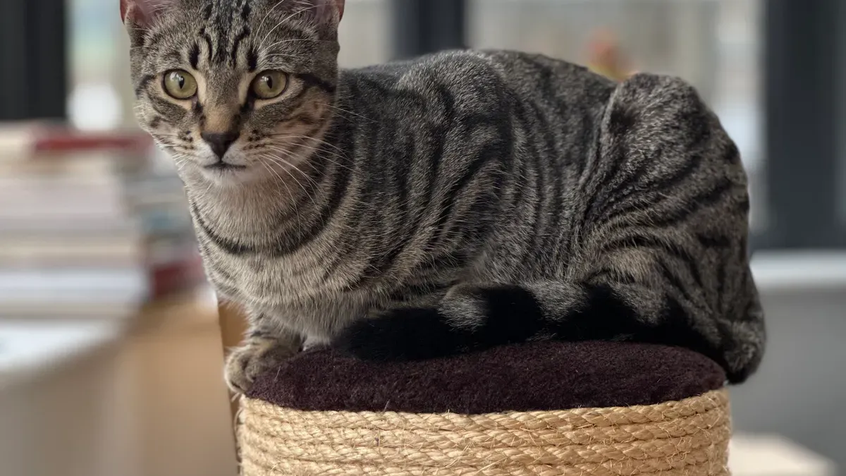 Cat Health and Satisfaction with Safe Scratching Options