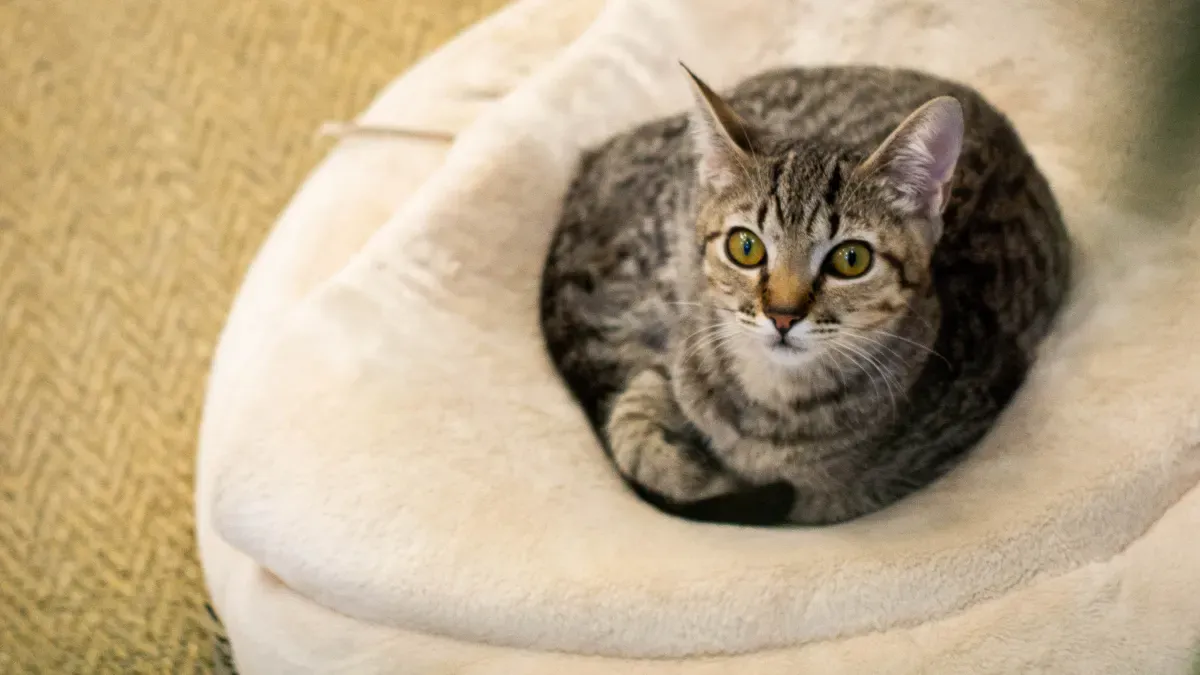 The Best Indoor Cat House: Safety, Comfort, and Practicality