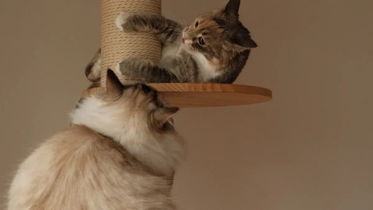How to Identify Your Cat’s Needs for the Best Indoor Cat House