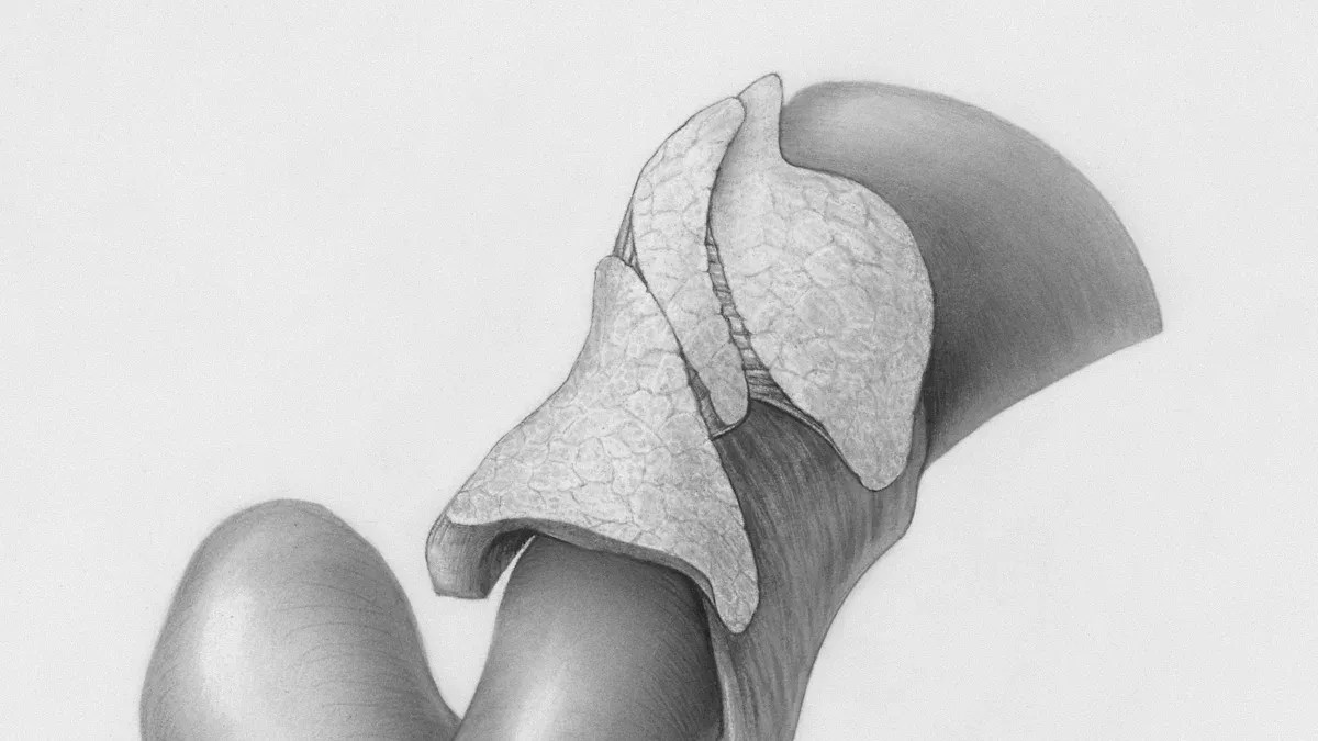 Circumcision and Foreskin
