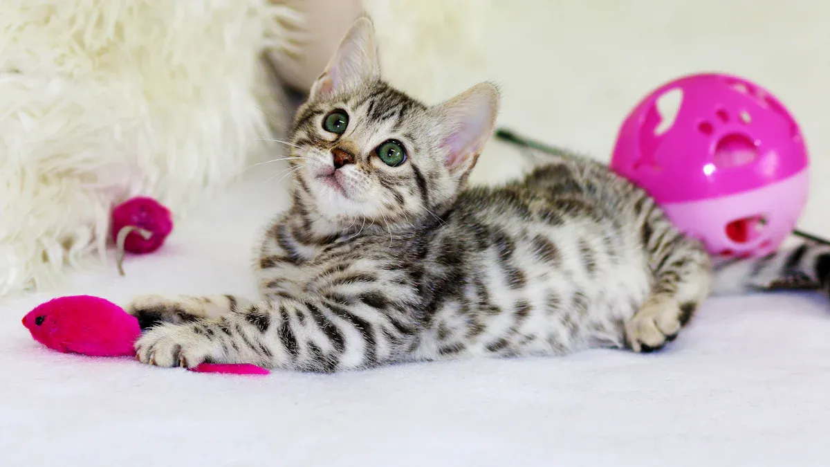 Cat Toys
