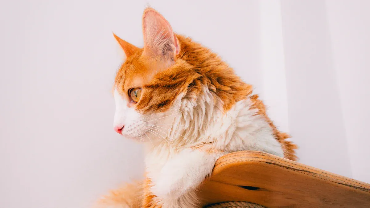 We Tested the Best Cat Scratch Board Sets for 2025