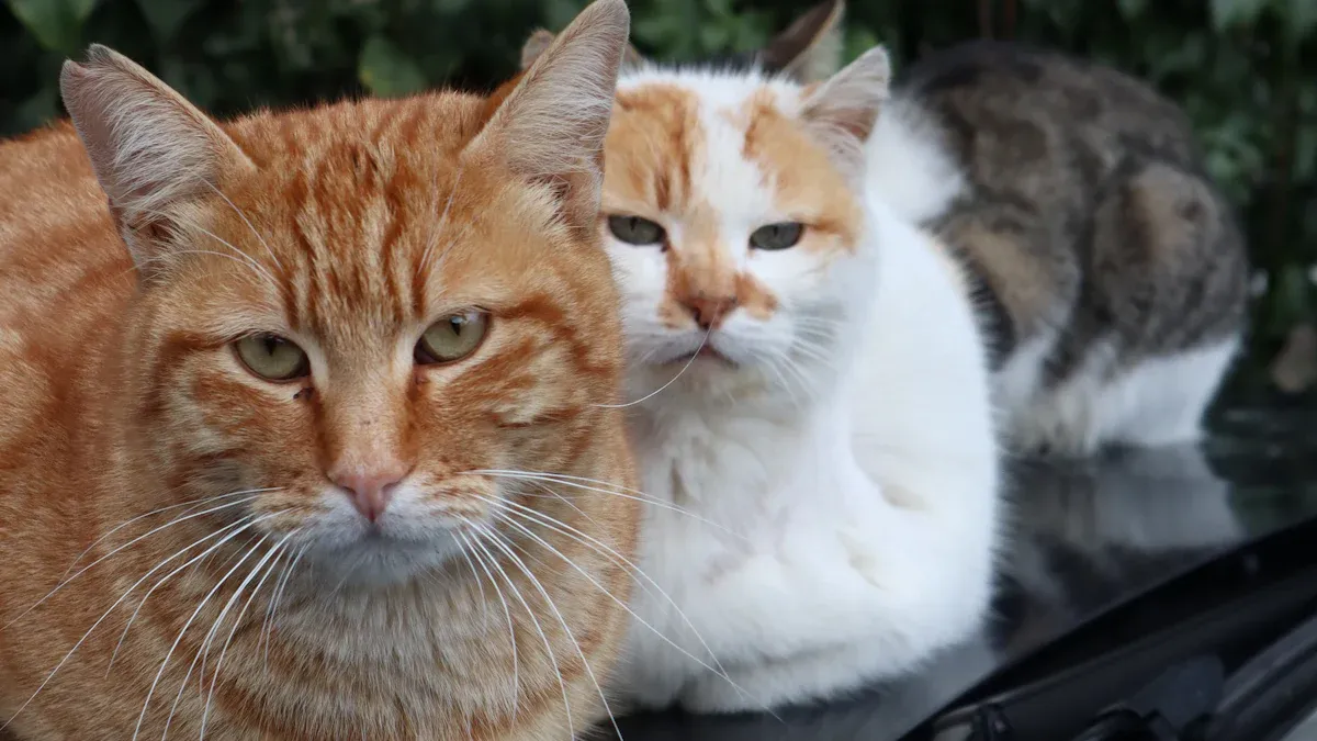 Cat Starter Kit 12 Pieces versus Larger Kits Which Is Right for You
