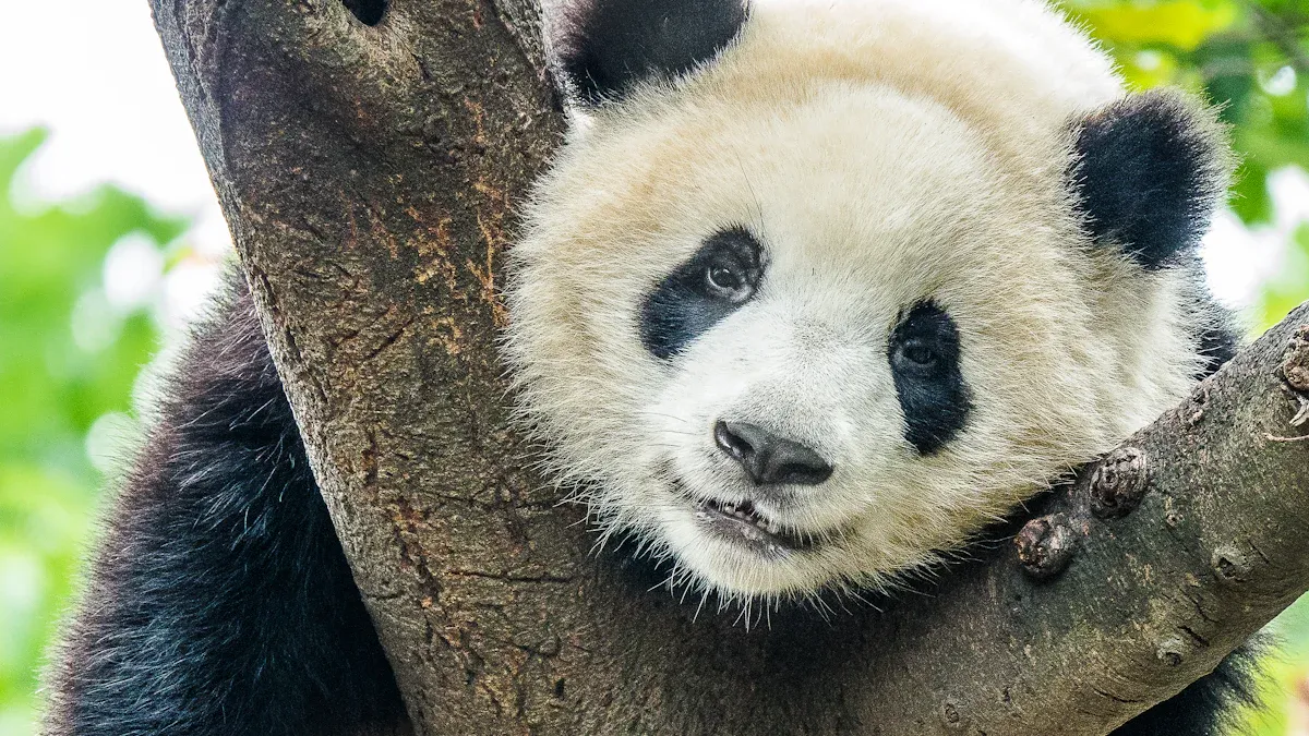 The Naming Contest for the Giant Panda Twins