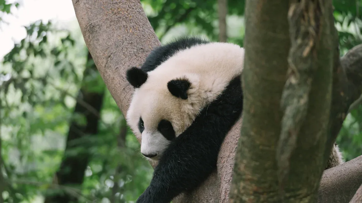 The Public Debut of the Giant Panda Twins