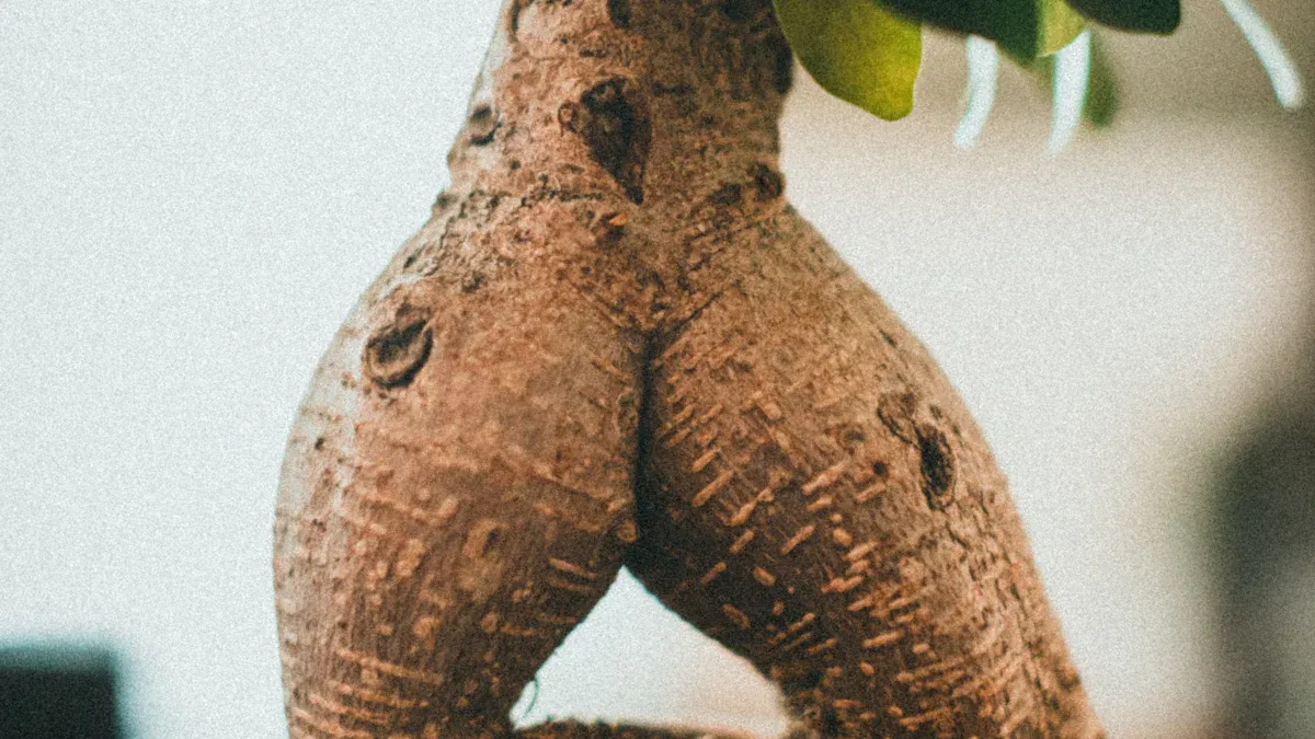 花旗參種植的影響與成果