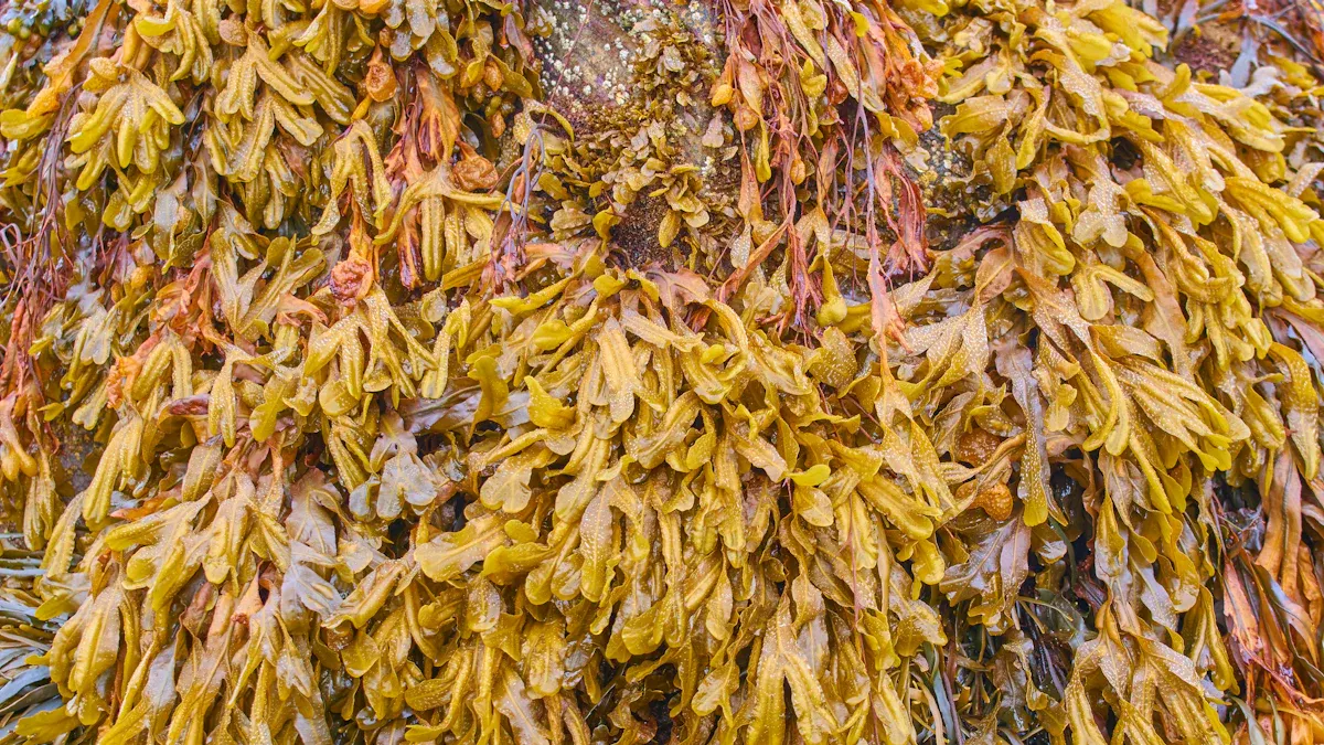北芪的補氣效果