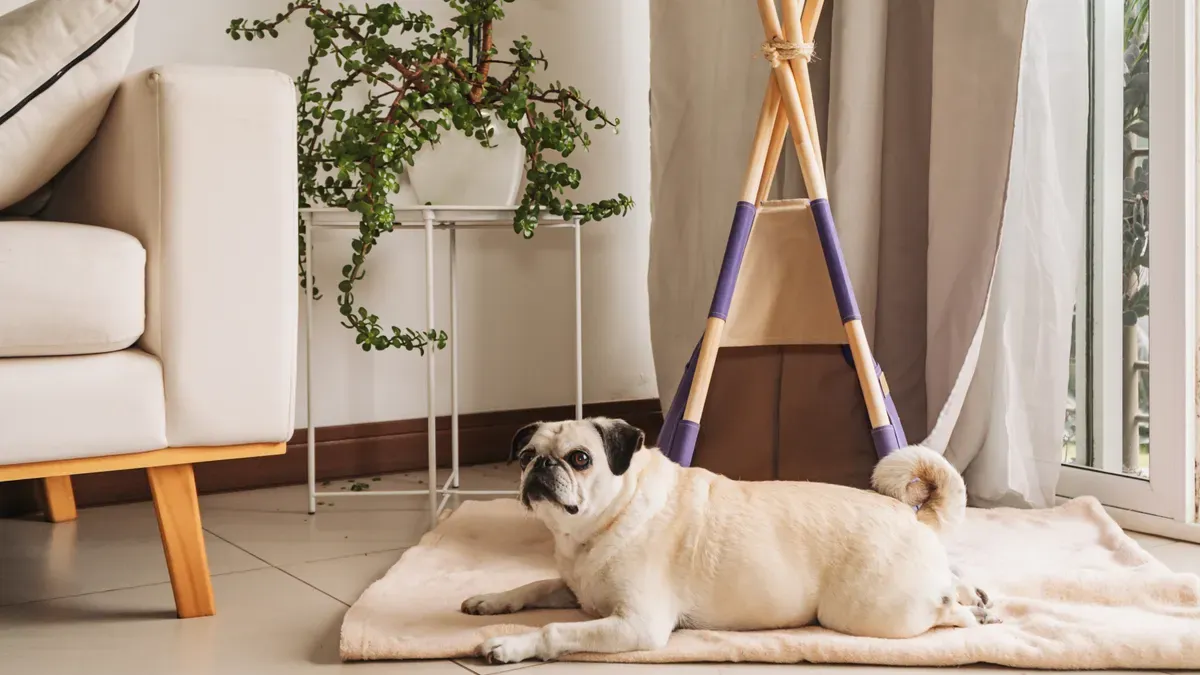 Choosing the Best Washable Fur Mats for Pets