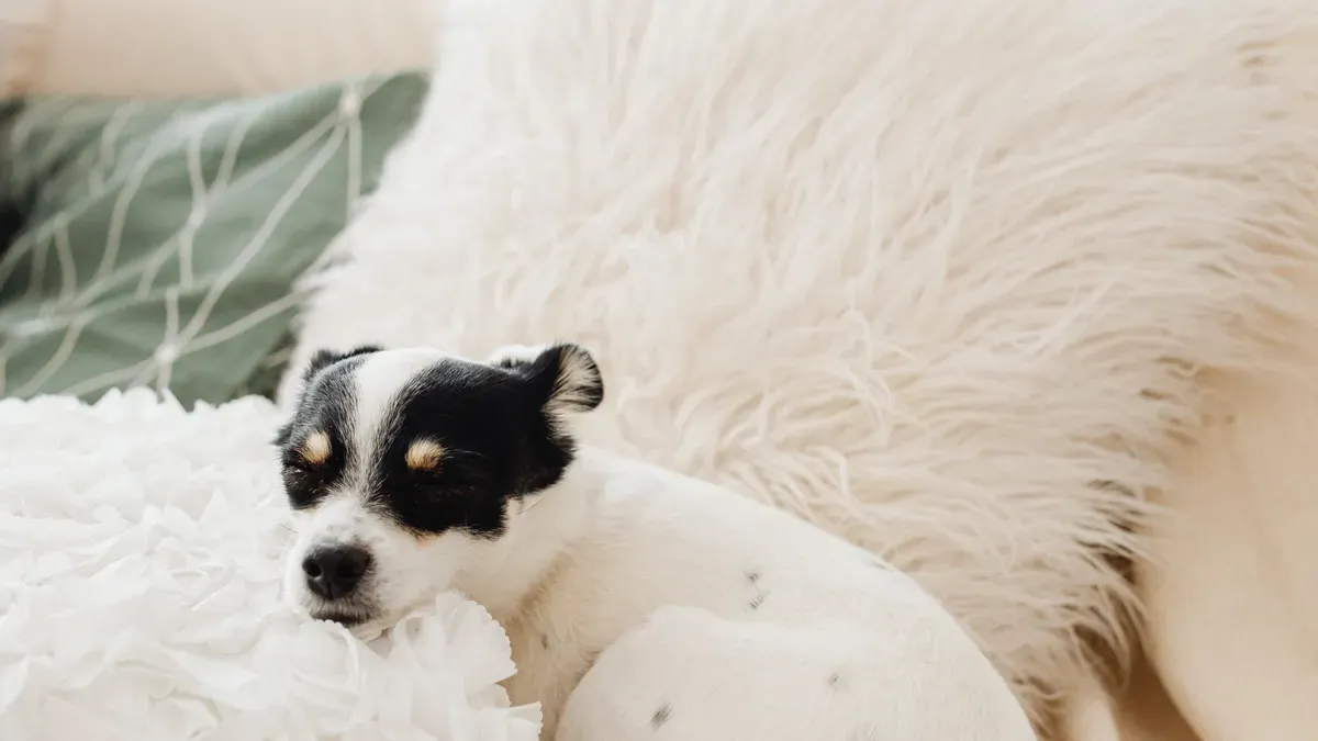 The 10 Best Washable Faux Fur Dog Mats of 2026