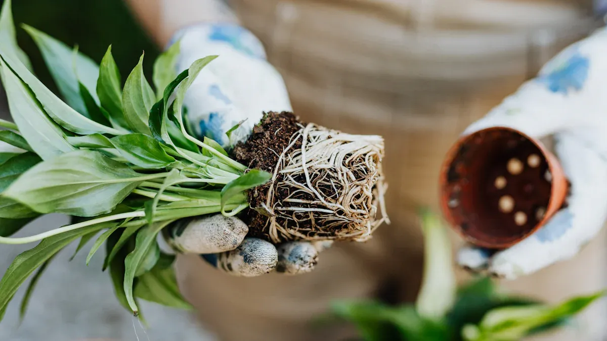 Benefits of Using Humic Acid on Plants