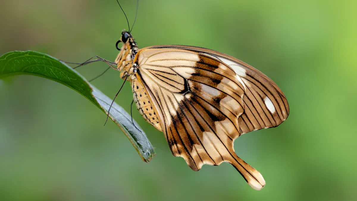 Butterfly Sex Position Explained