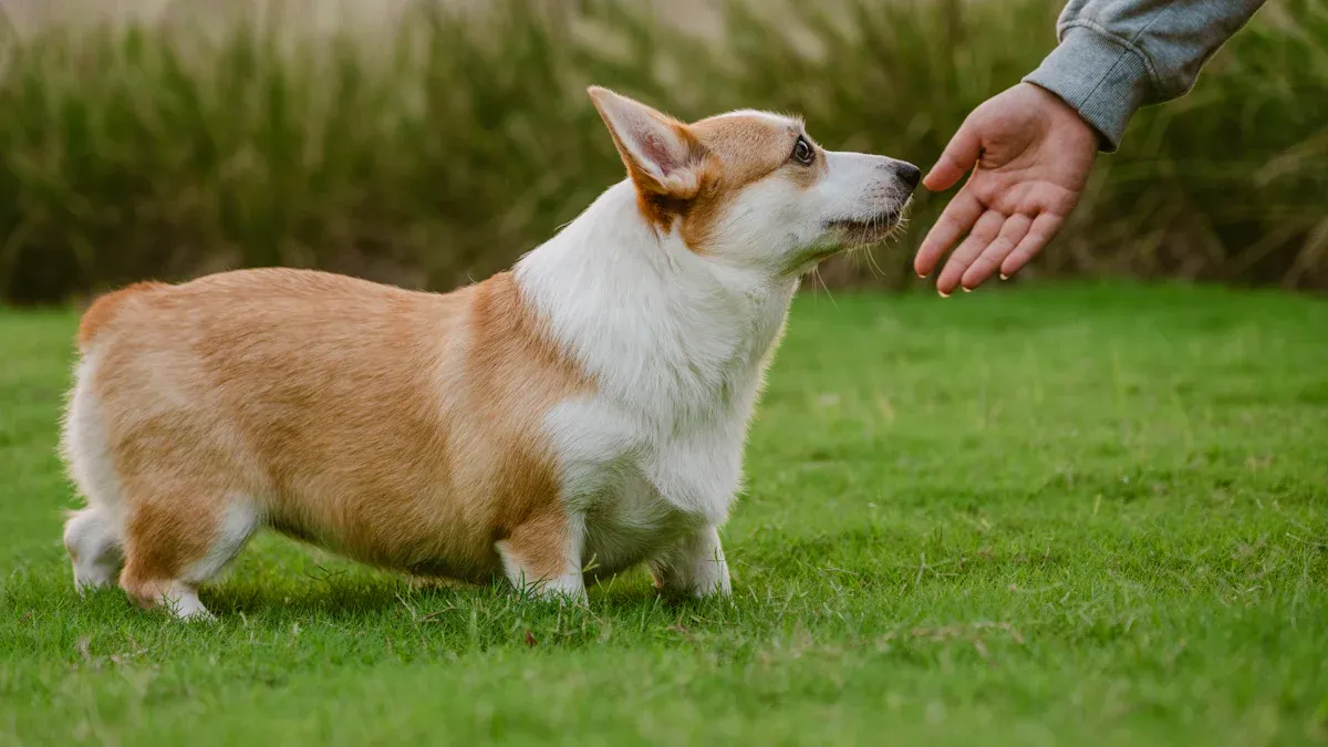 Training Your Corgi